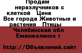 Продам 2 неразлучников с клеткой › Цена ­ 2 500 - Все города Животные и растения » Птицы   . Челябинская обл.,Еманжелинск г.